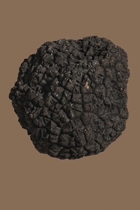 Close up detail of textured black truffle on brown background