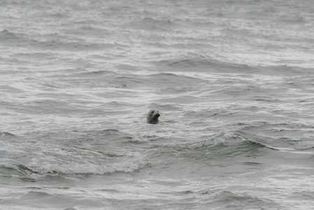 Seal swimming in ocean Duncansby