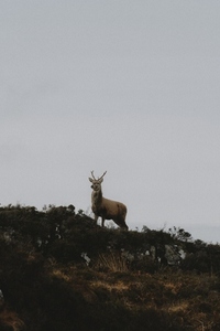 Deer with antlers standing on top of hill below cloudy sky 02
