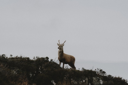 Deer standing on top of hill below clouds