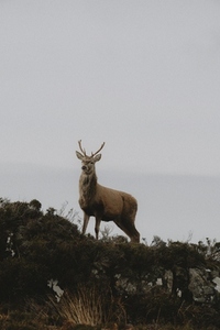 Deer standing on top of hill below cloudy sky