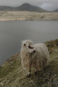 Faroese sheep on hill looking away