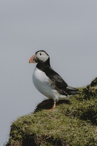 Puffin standing in sunny grass