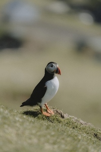 Puffin standing in grass on sunny hillside