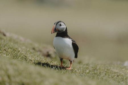 Puffin standing in sunny grass 02