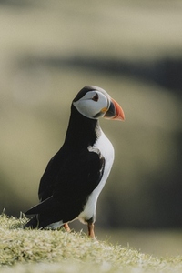 Side view puffin in sunny grass