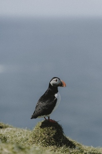 Side view puffin standing on grassy hill
