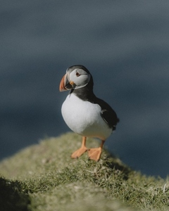 Puffin standing in sunny grass 03