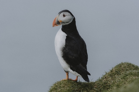 Side view puffin standing in grass