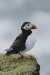 Close up puffin standing in grass