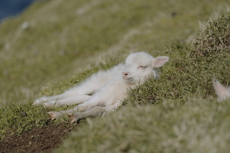 Cute white lamb laying in grass on sunny hillside