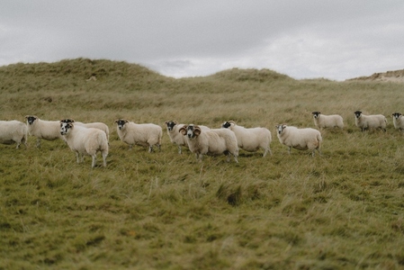 Sheep in grassy rural field Isle of Harris