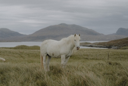 Beautiful white horse in remote grassy field
