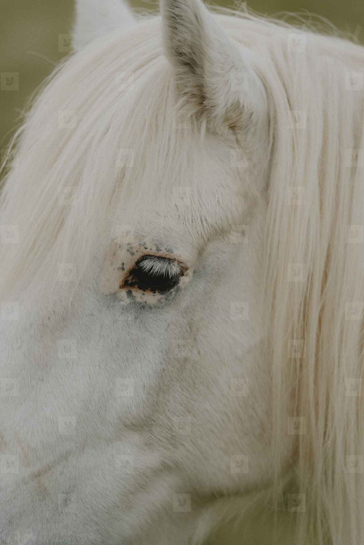 Profile close up beautiful white horse with spots around eye