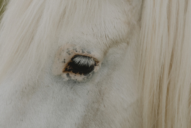 Profile close up beautiful white horse with spots around eye