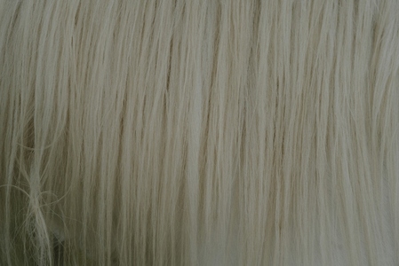 Full frame close up white horse mane