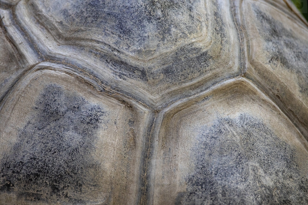 Full frame close up detail of giant tortoise shell