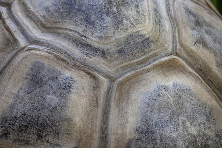 Full frame close up detail of giant tortoise shell
