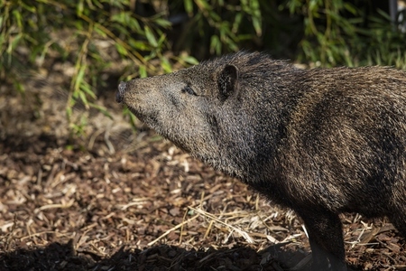 Profile skunk pig standing in sunlight