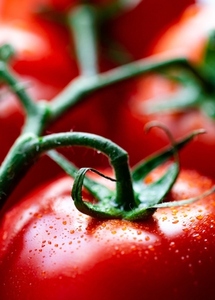 Macro photo of tomatoes  close u