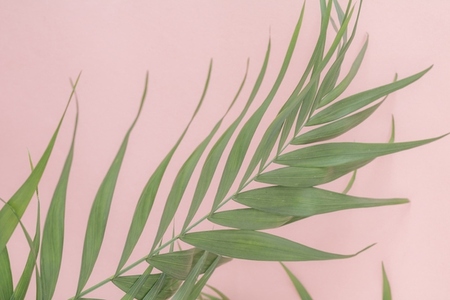 Palm leave over pink background