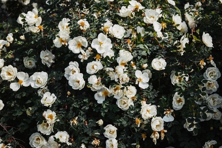 Full frame of floral background