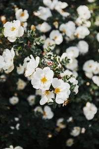 Full frame of floral background