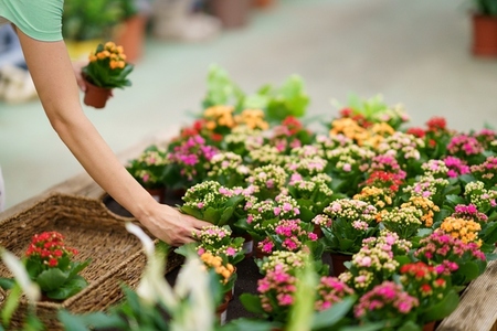 Unrecognizable woman florist standing and placing blooming flowers in nursery in daylight