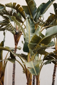 Botanical background with palm