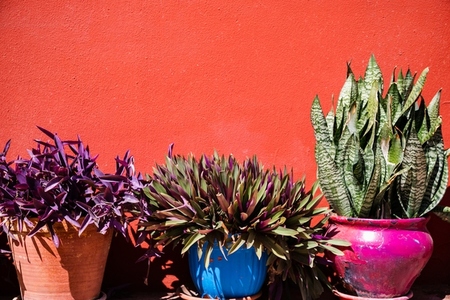 Home plants in colorful pots ove