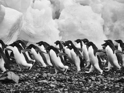 Adelie penguins walking over rocks along ice Antarctic Peninsula Weddell Sea Antarctica