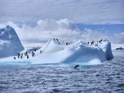 Penguins on sunny iceberg on Weddell Sea Antarctic Peninsula Antarctica