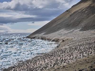 Large group of penguins on land along sea Antarctic Peninsula Weddell Sea Antarctica
