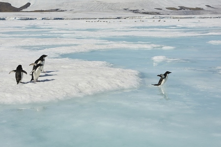 Penguins jumping from ice into sunny blue sea Antarctic Peninsula Weddell Sea Antarctica