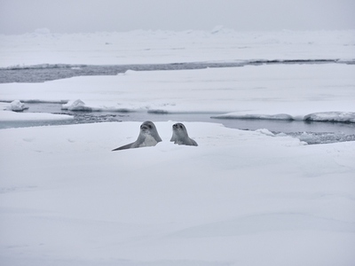 Seals laying in snow on Antarctic Peninsula Weddell Sea Antarctica