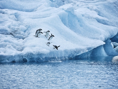 Penguins diving from ice into ocean Antarctic Peninsula Weddell Sea Antarctica
