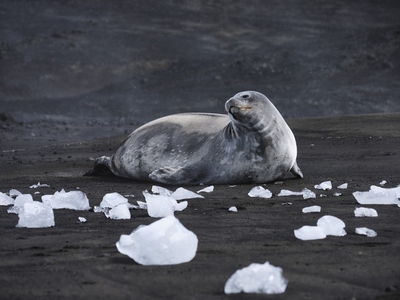 Seal laying among melting ice Antarctic Peninsula Antarctica