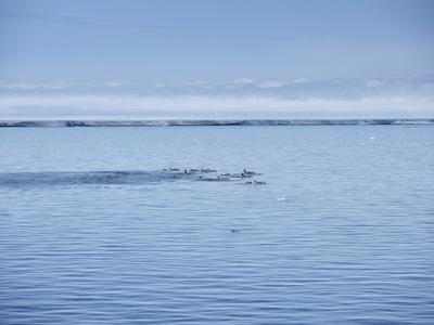 Pod of killer whales swimming above ocean surface off Antarctic Peninsula Weddell Sea Antarctica