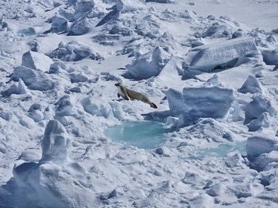 Seal sunbathing among snow and ice Antarctic Peninsula Weddell Sea Antarctica