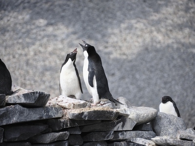 Adelie penguins communicating on rock Antarctic Peninsula Weddell Sea Antarctica