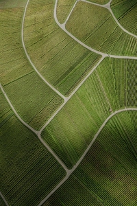 Aerial view of textured green vineyard crops Uhlbach Germany