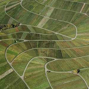 Aerial view green vineyard crops forming landscape curve pattern Beutelsbach Germany