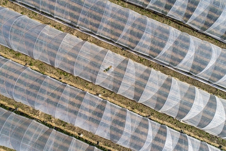 Aerial view polyethylene tunnels in rural field Darmstadt Germany