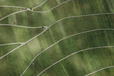 Aerial view rows of green vineyards forming landscape pattern Kleinheppach Germany