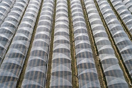 Rows of polyethylene tunnels in sunny rural field Darmstadt Germany
