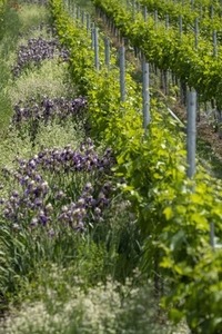 Purple flowers growing along green vines in idyllic sunny vineyard Stuttgart Germany