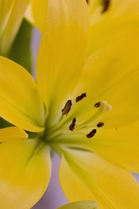 Extreme close up of a yellow lily