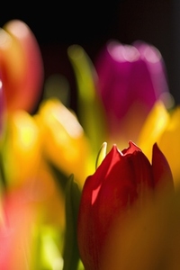 Close up of yellow and red tulips