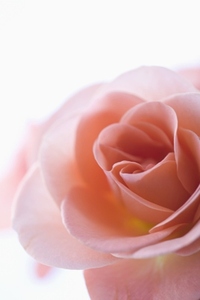 Extreme close up of a pink rose