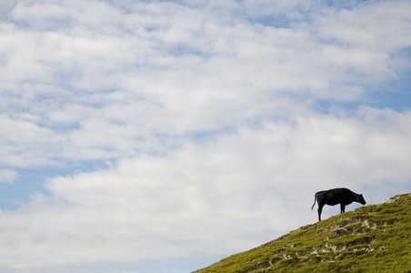 Cow grazing on a green hill